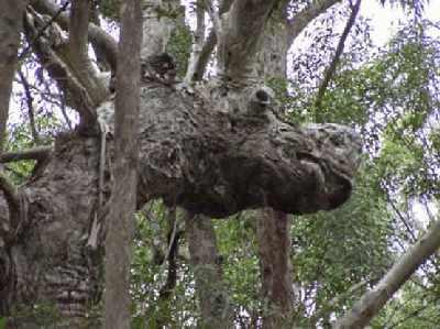 Dragon-tree_close-up.jpg