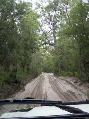 Fraser-Island-road.jpg