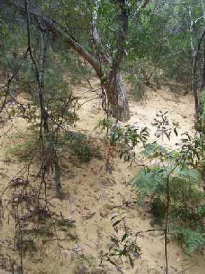 Lake-Wabby-sand-erosion.jpg