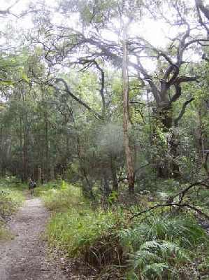 Lake-Wabby-track.jpg