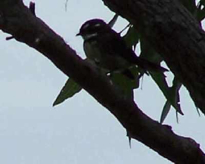 Little-bird-in-tree.jpg