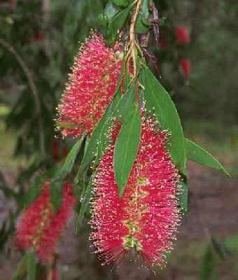 Long-bottle-brush.jpg