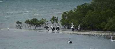 Pelicans-at-Fraser-Island.jpg