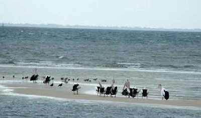 Pelicans-on-bar-by-ferry-ex.jpg