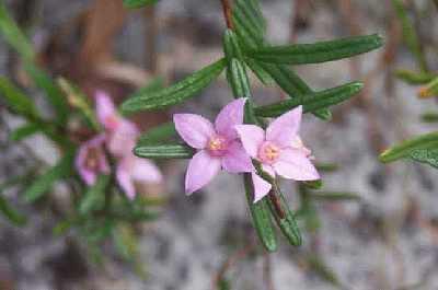 Pink-flowers.jpg