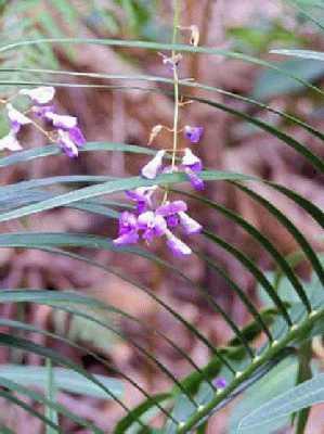 Purple-orchid-like-flowers_.jpg