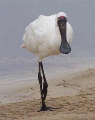 Royal-Spoonbill.jpg