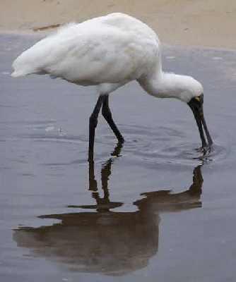 Spoonbill-feeding.jpg