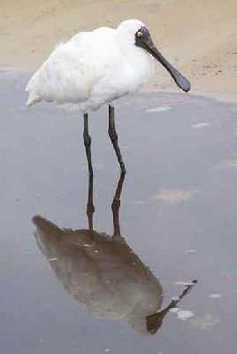 Spoonbill-reflection.jpg