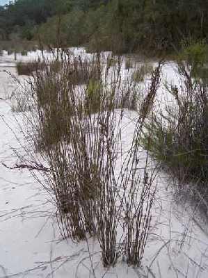 Tea-tree-Lake.jpg