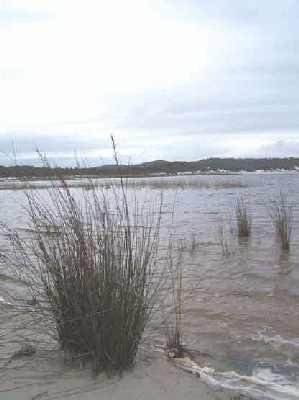 Tea-tree-lake-edge.jpg