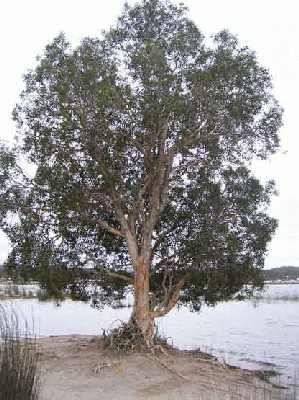 Tree-on-Lake-side.jpg