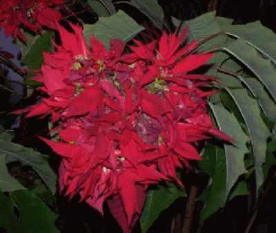 Vivid-Flowers.jpg