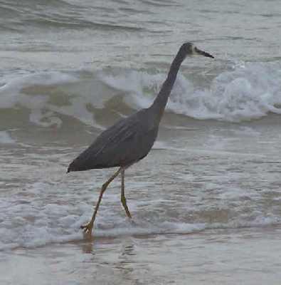 White-faced-heron.jpg