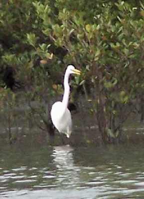 White-stork.jpg