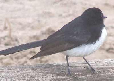 Willy-Wagtail_2.jpg