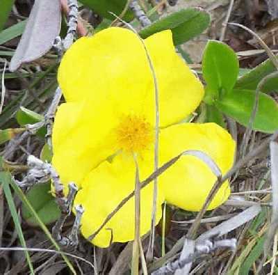 Yellow-flowers.jpg