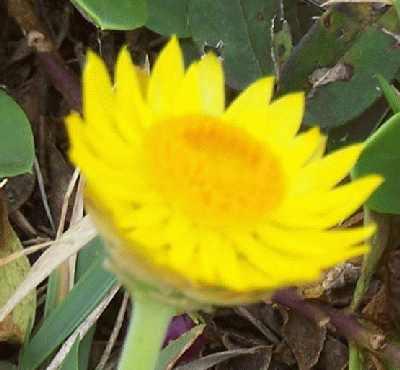 Yellowdaisylikeflowers.jpg