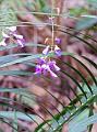 Purple-orchid-like-flowers_