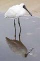 Spoonbill-reflection