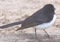 Willy-Wagtail_2