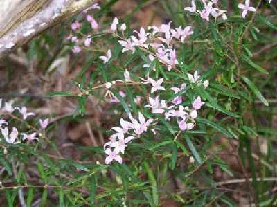 Pink-flowers.jpg