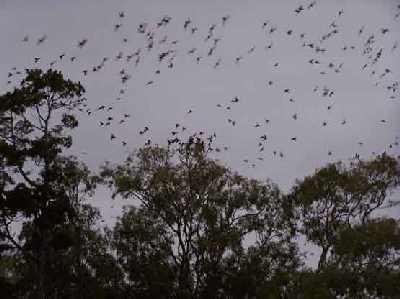 Rosella's-in-trees.jpg