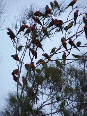 Rosellas-in-trees-on-Hervey.jpg