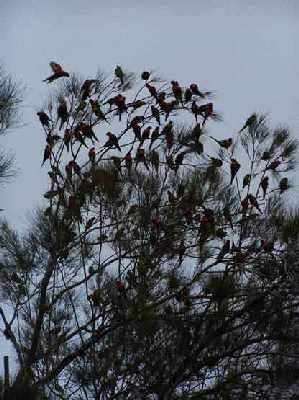 Rosellas-settling.jpg