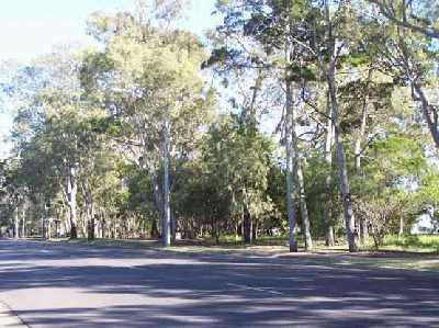 Trees-on-the-Esplanade.jpg