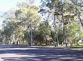 Trees-on-the-Esplanade