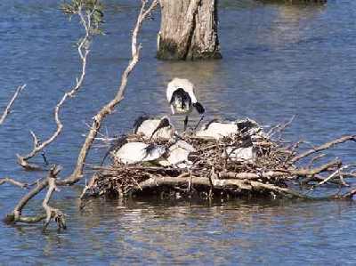 Ibis-outside-Movie-World.jpg