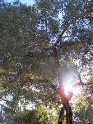 Sunthroughtrees.jpg