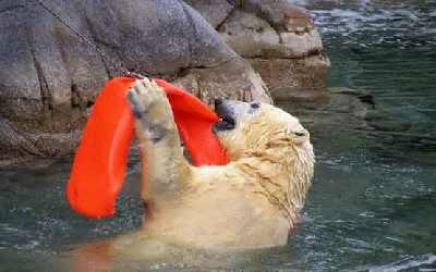 Polar-bear-at-play.jpg