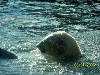 Polar-bear-head-shot.jpg