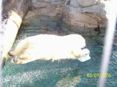 Polar-bear-in-air.jpg