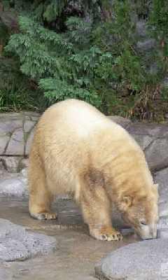 Polar-bear-on-land.jpg