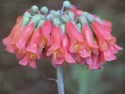 Hanging-flowers.jpg