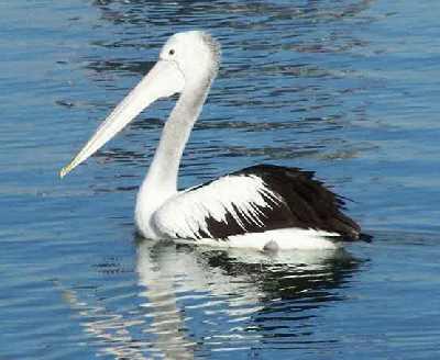 Pelican-at-Surfers.jpg