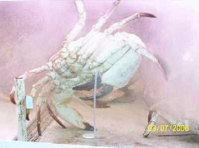 Really-big-crab.jpg