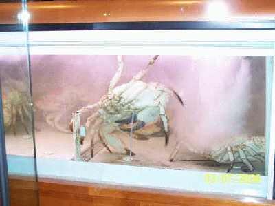 Really-big-crab_dinner.jpg