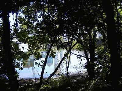 Reflection-through-the-tree.jpg