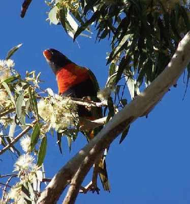 Rosella-at-bus-stop.jpg