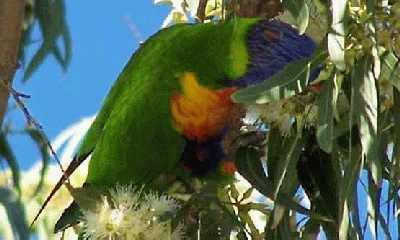 Rosella-in-flowers-at-Surfe.jpg