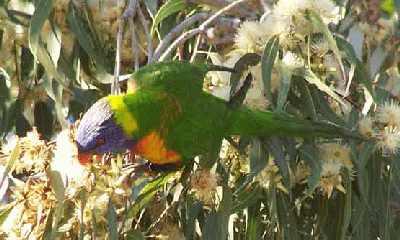 Rosella-in-flowers.jpg