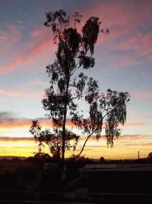 Tree-in-sunset.jpg