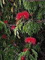 Bottle-brush-flowers