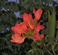 Red-flower-tree