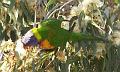 Rosella-in-flowers