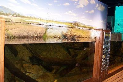 Mangrovetankdisplay.jpg